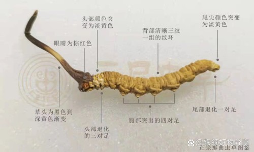 胶囊胃镜和其他胃镜的区别网胶囊胃镜一次多少钱知识网站,分享胶囊胃镜怎么做的过程大全