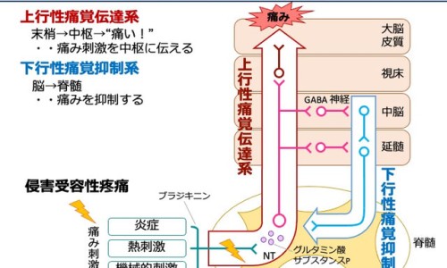 胶囊胃镜和无痛胃镜哪个更好-胶囊胃镜和其他胃镜的区别网胶囊胃镜一次多少钱知识网站,分享胶囊胃镜怎么做的过程大全